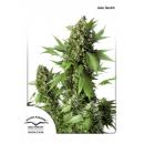 Auto Duck 7Pk